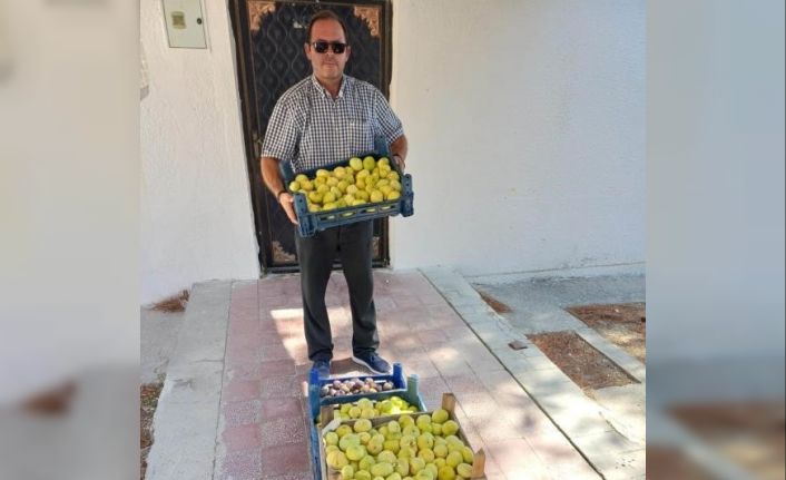 Mut’ta beyaz incir hasadı başladı