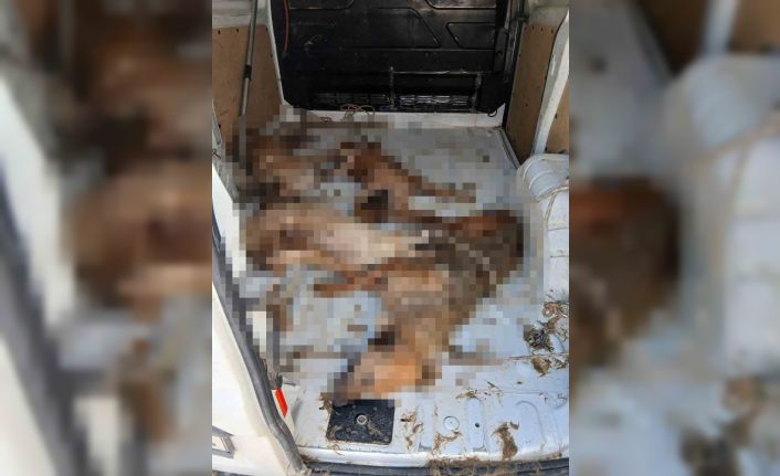 Nakil aracı değil, ölüm kafesi