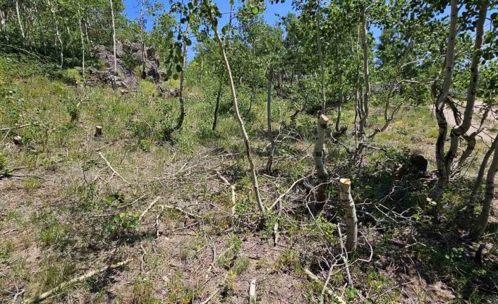 Nemrut Kalderası’nda ağaç katliamı
