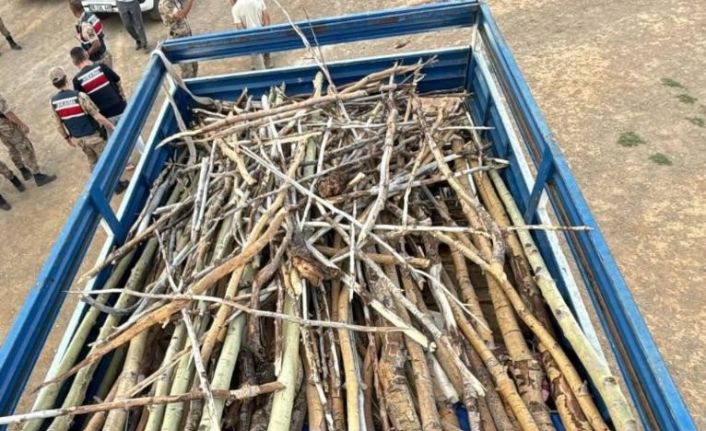 Nemrut Kalderası’nda kaçak ağaç kesimi yapan 3 kişi yakalandı