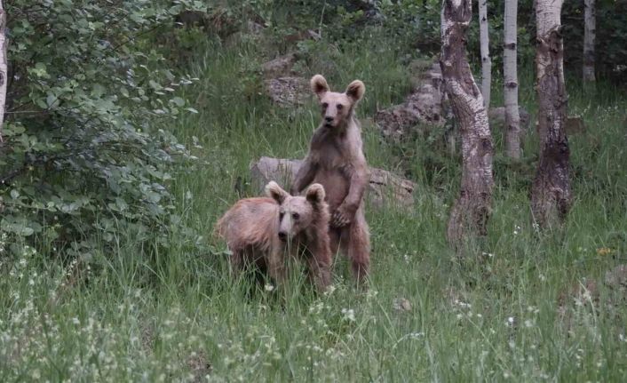 Nemrut’ta aç kalan boz ayılar çöplere dadandı