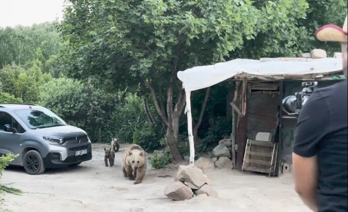 Nemrut’taki ayılar bu kez belgeselcilere saldırdı