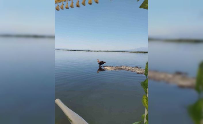 Nesli tehlike altındaki Ak Kuyruklu Kartal, Denizli’de görüldü