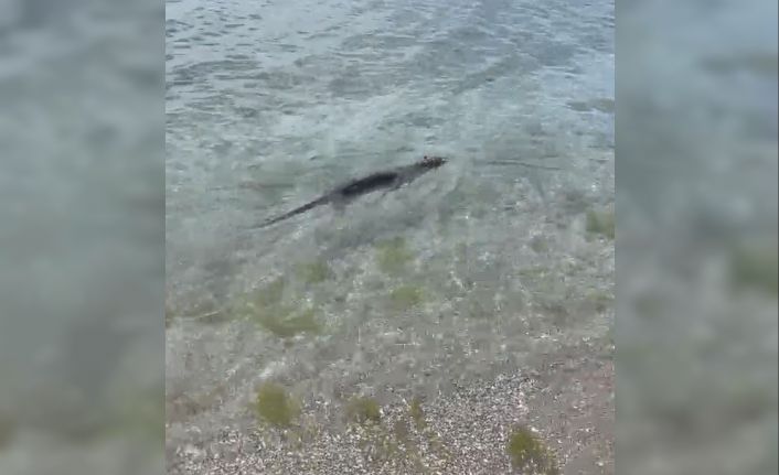 Nesli tükenmekte olan su samuru Silivri Parkköy’de görüldü