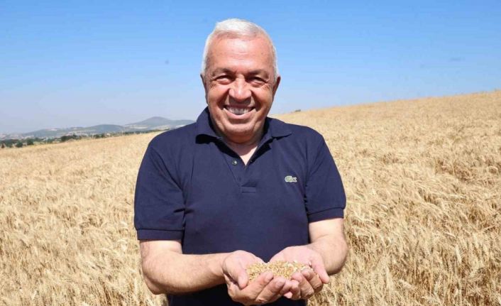 Nilüfer’de buğday hasadı başladı