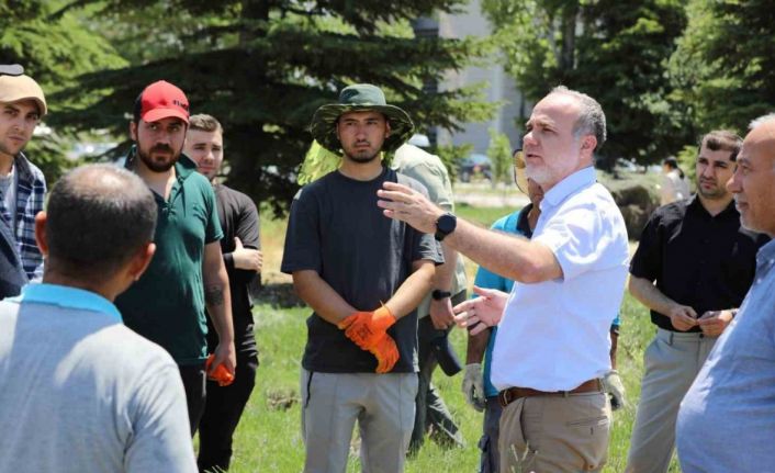 NÖHÜ’de lavanta hasadı yapıldı