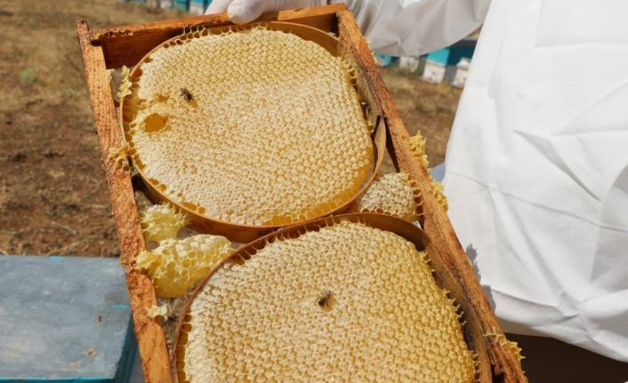 NÖHÜ’nün arı kovanlarından 2 ton bal elde edildi