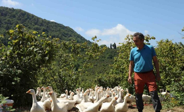 Ordu’da ‘alım garantili’ kaz yetiştiriciliği yaygınlaşıyor
