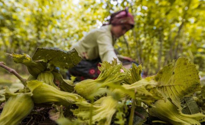 Ordu’da fındık toplamaya rekor başvuru