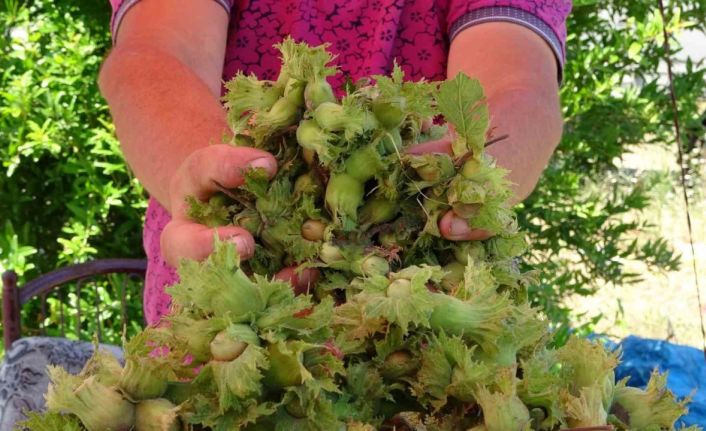 Ordu’da taze fındık tezgahlarda: Kilosu 200 TL