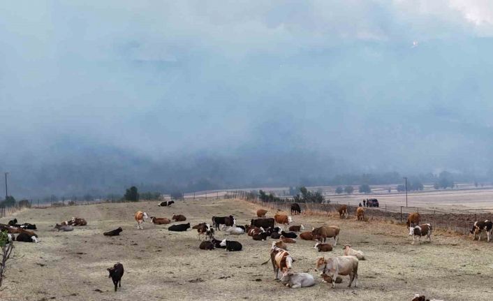 Orman yangını köye yaklaştı, hayvanlar güvenli alanda bekletiliyor