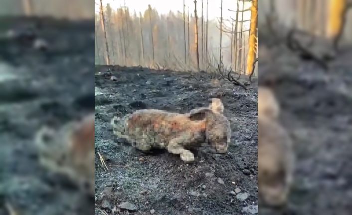 Orman yangınında yürek burkan görüntü