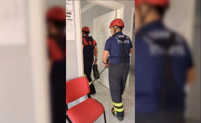 Osmaniye’de aile sağlığı merkezine giren yılan paniğe neden oldu