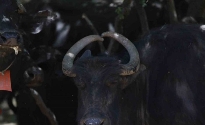 (ÖZEL) Boynuzları kalp şeklinde olan manda dikkat çekiyor