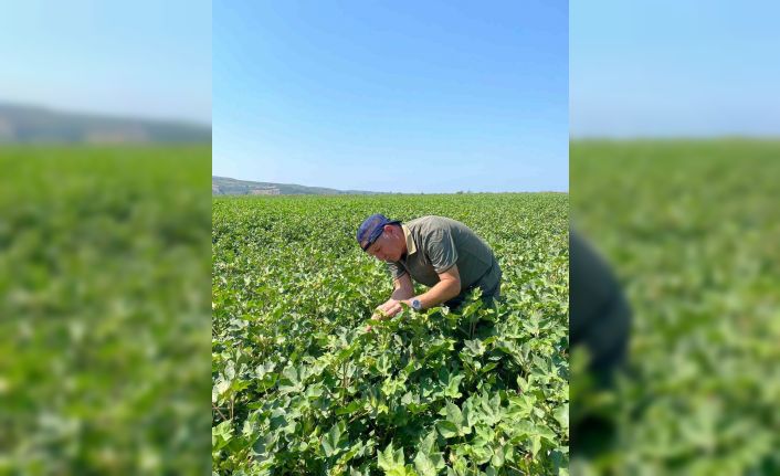 Pamuk ve ayçiçeğinde tehlike yok