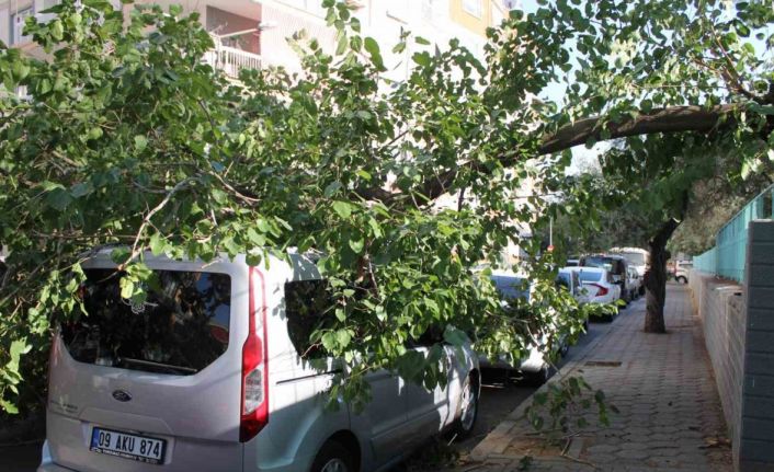 Park halindeki araca ağaç devrildi