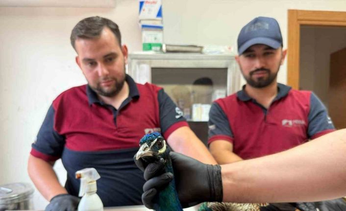 Pendik’te tavus kuşu ve atmaca kurtarma operasyonu: Doğaya kavuşacaklar