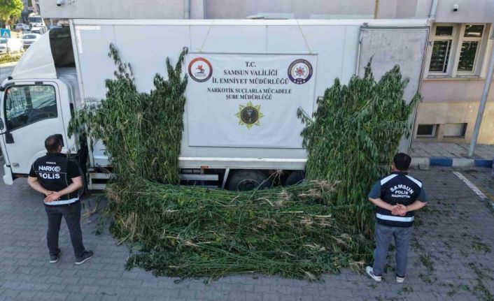 Polis, ayçiçeği tarlasının ortasına ekili 5 bin 230 kök kenevir ele geçirdi