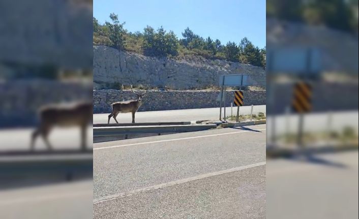 Refüjde geyik gören sürücüler cep telefonlarına sarıldı