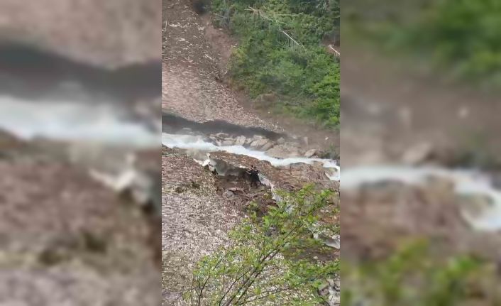 Rize’de Galer Düzü Yaylası’nda kar kütlesi çöktü: Bir kişi aranıyor