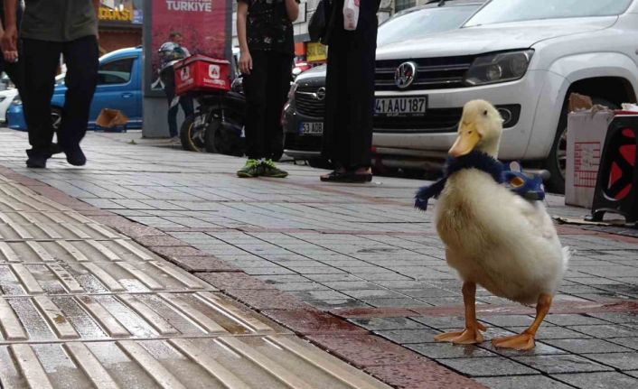 Rize’nin caddelerinin maskotu oldu