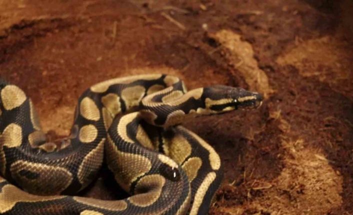 Sakarya’da 6 ayda bin 220 şüpheli yakalandı, 141’i tutuklandı