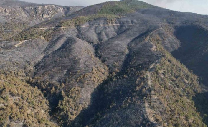 Sakarya’da dumanlar dağıldı, yangının hasarı ortaya çıktı