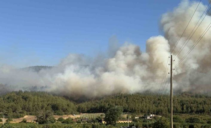 Sakarya’da orman yangını
