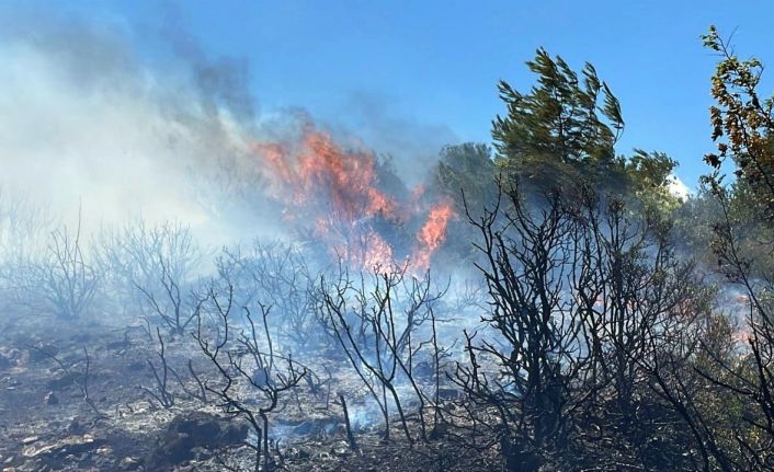 Sakarya’da ormanlık alanda çıkan yangın büyümeden söndürüldü