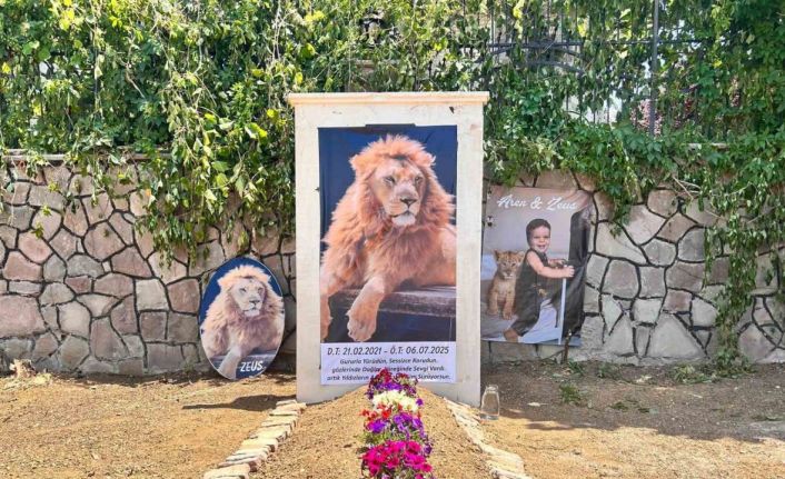 Saldırdığı çiftçiyi yaraladıktan sonra öldürülen aslanın sahibi evinin önüne temsili mezar yaptırdı