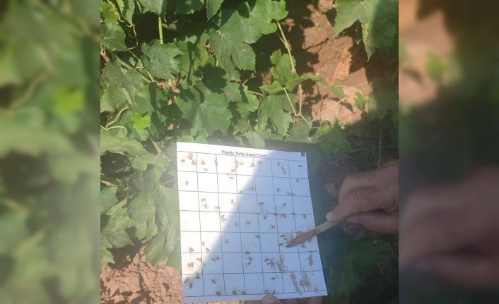 Salihli’de bağcılara salkım güvesi ve unlu bit uyarısı