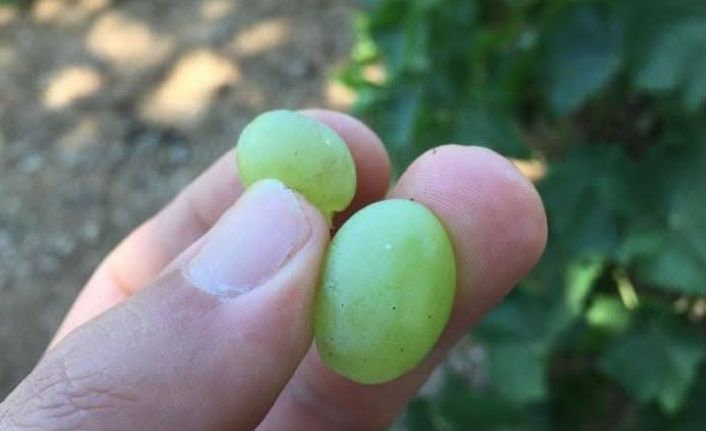 Salihli’de üreticilere kritik uyarı! Salkım güvesi için ilaçlama zamanı