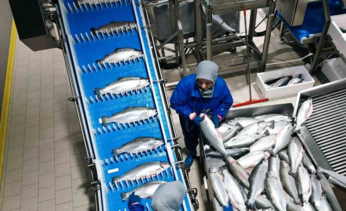 Samsun, su ürünleri ihracatında çıtayı yükseltiyor