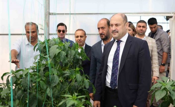 Şanlıurfa Büyükşehir Belediyesi Ata Tohumuna sahip çıkıyor