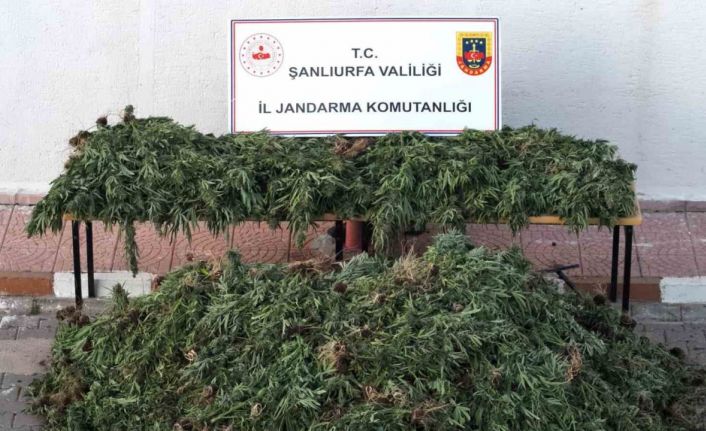 Şanlıurfa’da dron destekli uyuşturucu operasyonu: 9 gözaltı