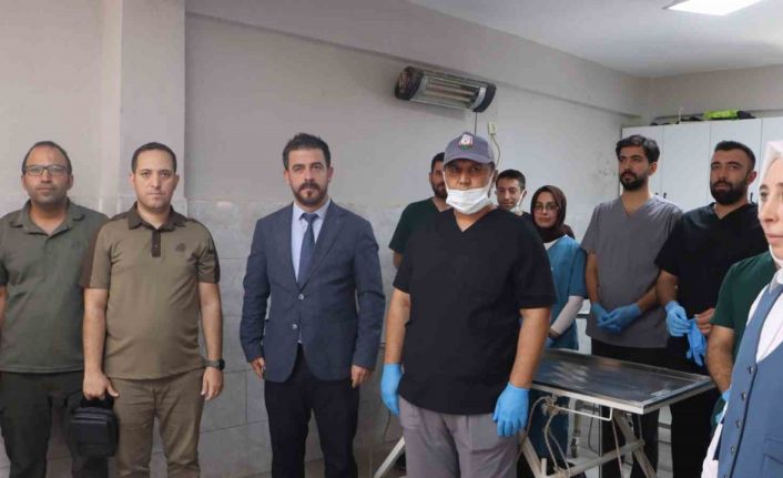 Şanlıurfa’da sokak hayvanları için doğal yaşam alanı ve kısırlaştırma seferberliği başlıyor