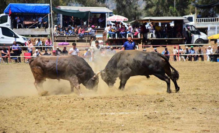 Şap hastalığı tedbirleri kapsamında boğa güreşleri ertelendi