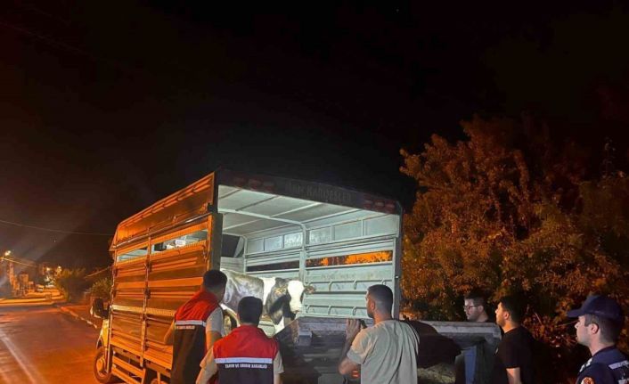 Şap hastalığı tedbirlerine uymadı 105 bin lira para cezası kesildi