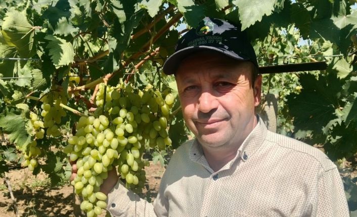 Sarıgöl Ovası’nda erkenci üzüm alımları başladı