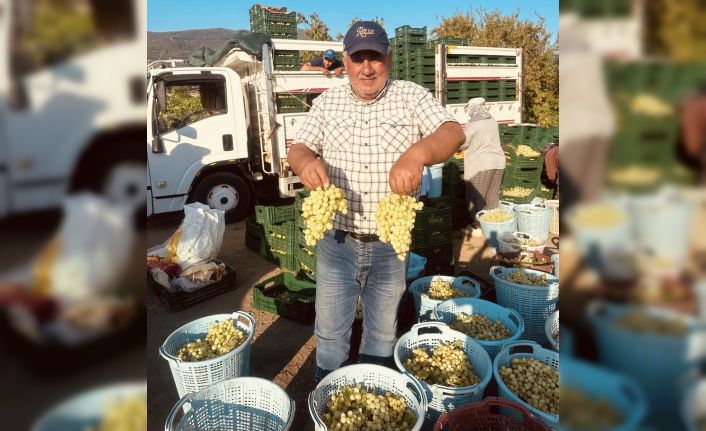 Sarıgöl’de erkenci üzümler hasat ediliyor