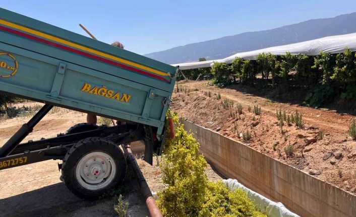 Sarıgöl’de şaraplık üzüm alımları başladı