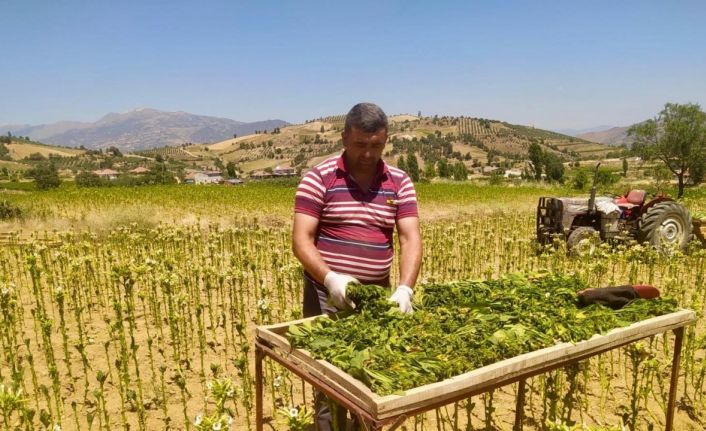 Sarıgöl’de tütün kırımı başladı