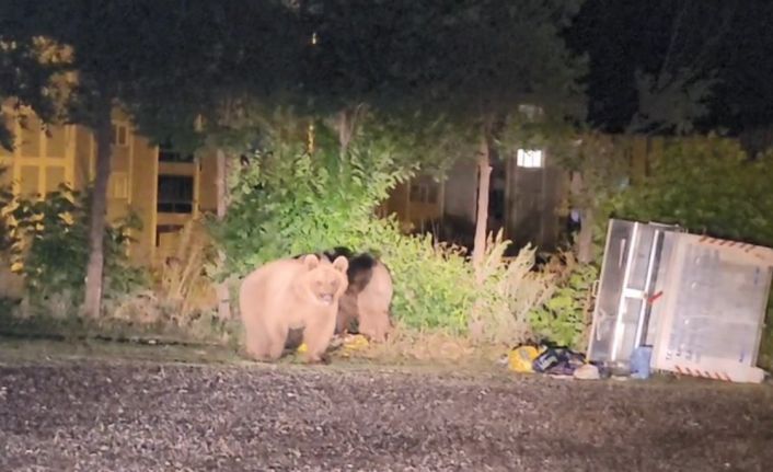 Sarıkamış’ta ayılar caddelerde cirit atıyor