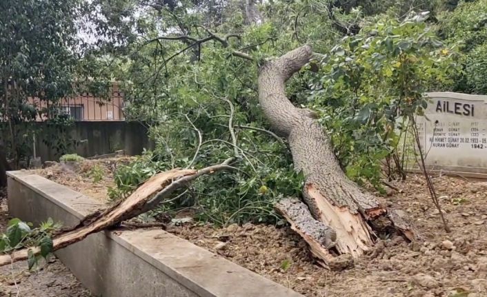 Sarıyer’de yaş ağaç mezarlıkların üzerine devrildi