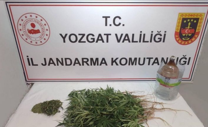 Şefaatli’de 40 kök kenevir ele geçirildi