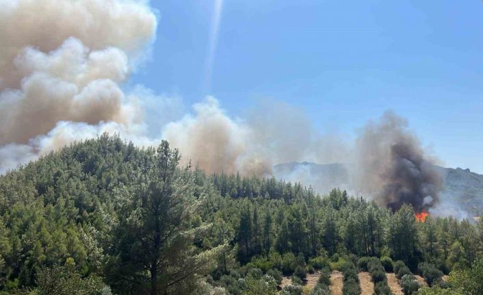 Serik’te orman yangını