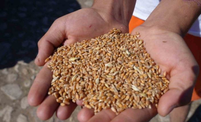 Sertifikalı tohum desteği başvurularında son gün 31 Temmuz