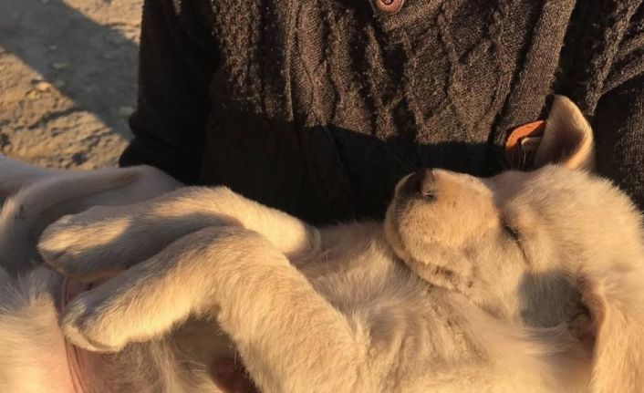 Sıcak havalar evcil hayvanları depresyona sokabilir