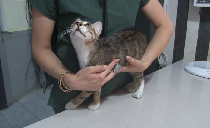 Sıcak havalarda evcil hayvanlarla ilgili dikkat edilmesi gerekenler