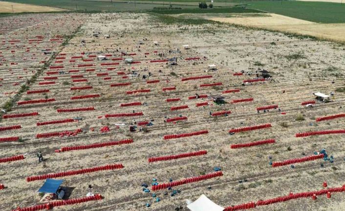 Sıcaklıkların 40 dereceyi geçtiği Amik Ovası’nda soğan hasadı devam ediyor